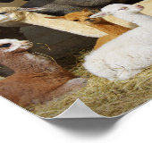 Alpaca Barn Poster (Ecke)
