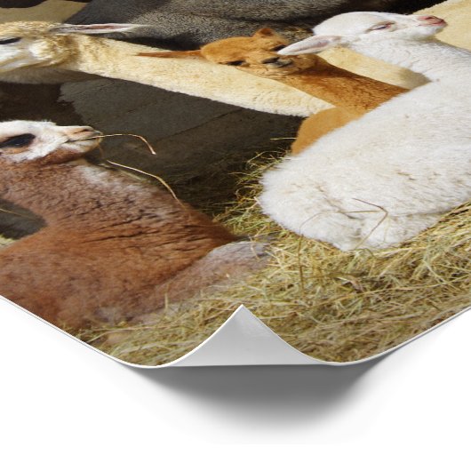 Alpaca Barn Poster (Ecke)