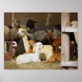 Alpaca Barn Poster (Vorne)
