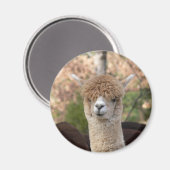 Alpaca Belle Magnet (Vorderseite/Rückseite)