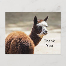 Alpaca Brown and White Foto Animal Danke Postkarte