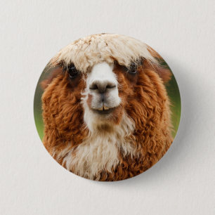 Alpaca Button
