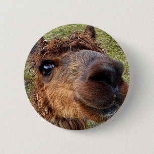 Alpaca Button