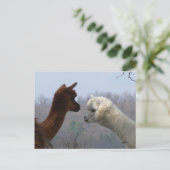 Alpaca Chat Postkarte (Stehend Vorderseite)