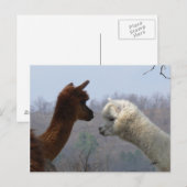 Alpaca Chat Postkarte (Vorne/Hinten)