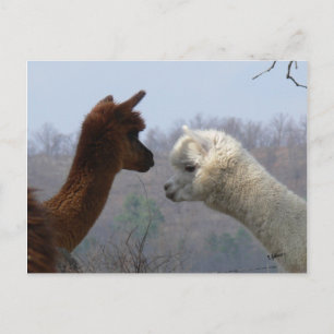Alpaca Chat Postkarte