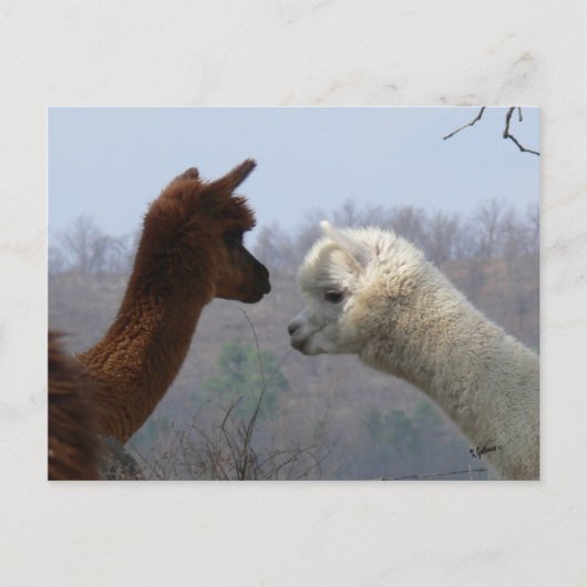 Alpaca Chat Postkarte (Vorderseite)