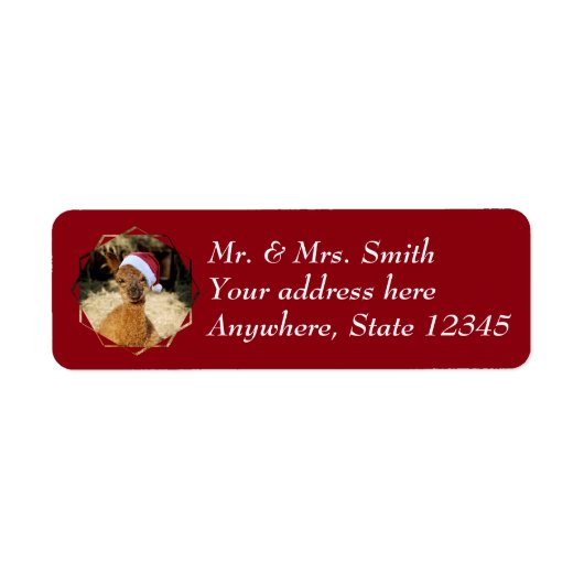Alpaca Christmas Address Labels (Vorne)
