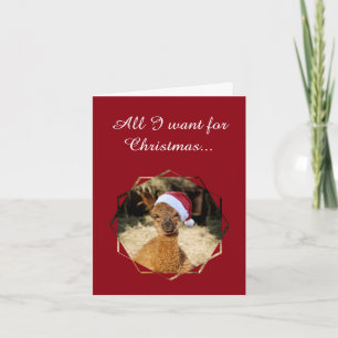 Alpaca Christmas Cards Feiertagskarte