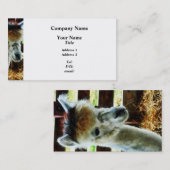 Alpaca Closeup Visitenkarte (Vorne/Hinten)