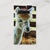 Alpaca Closeup Visitenkarte (Rückseite)