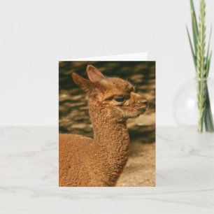 Alpaca Cria (Baby) - "Papas Überraschung" Karte