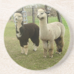 Alpaca Duo Getränkeuntersetzer