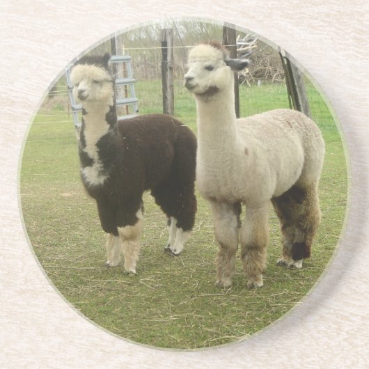 Alpaca Duo Getränkeuntersetzer (Vorne)