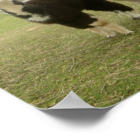 Alpaca Duo Poster (Ecke)