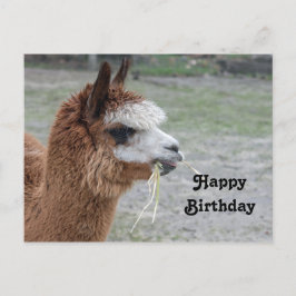 Alpaca Eating Hay Animal Foto Birthday Postkarte