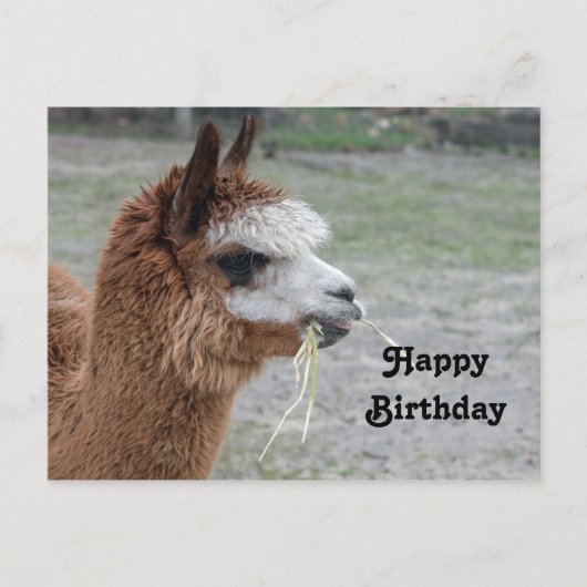 Alpaca Eating Hay Animal Foto Birthday Postkarte (Vorderseite)