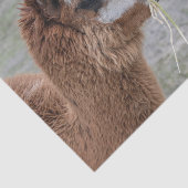 Alpaca Eating Hay Animal Foto Seidenpapier (Ausschnitt)