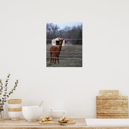 Alpaca Foto Poster (Küche)