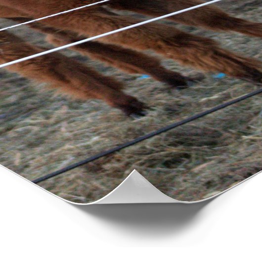 Alpaca Foto Poster (Ecke)