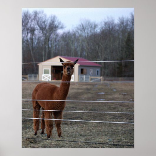 Alpaca Foto Poster (Vorne)