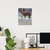 Alpaca Foto Poster (Heimbüro)