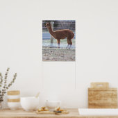 Alpaca Foto Poster (Küche)