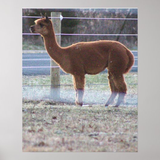 Alpaca Foto Poster (Vorne)