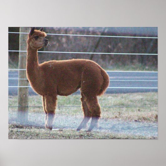 Alpaca Foto Poster (Vorne)