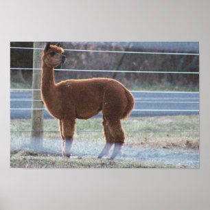 Alpaca-Foto-Poster Poster