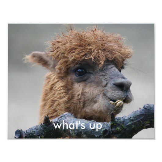 Alpaca Fotodruck (Vorne)