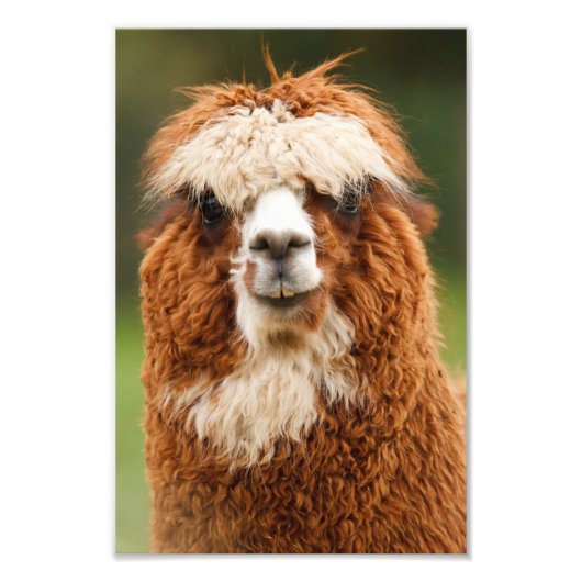 Alpaca Fotodruck (Vorne)