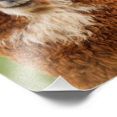 Alpaca Fotodruck (Ecke)