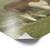 Alpaca Fotodruck (Ecke)