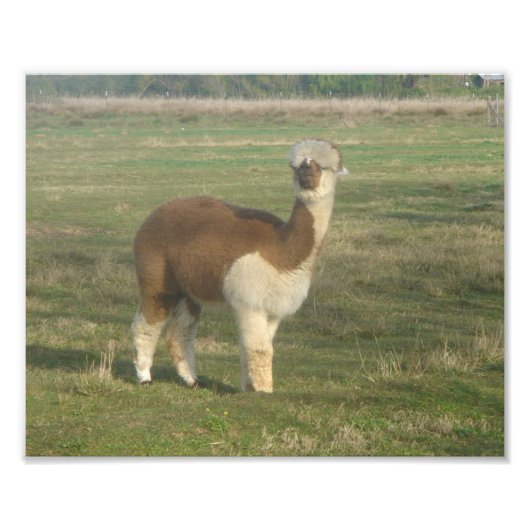 Alpaca Fotodruck (Vorne)