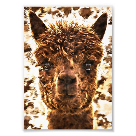 Alpaca Full Faces Fotodruck (Vorne)