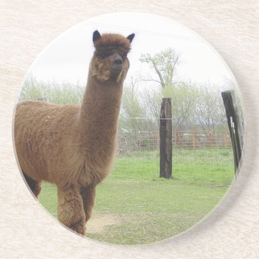 Alpaca-Gestüt Sandstein Untersetzer (Vorne)