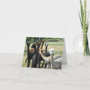 Alpaca Greetings Karte