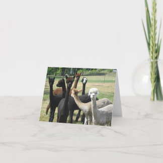 Alpaca Greetings Karte