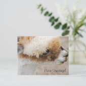 Alpaca Grüße! Postkarte (Stehend Vorderseite)
