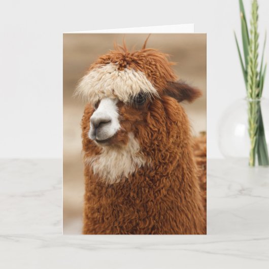 Alpaca Grußkarte Karte (Vorderseite)