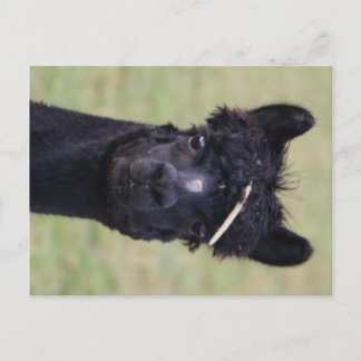 Alpaca Hay Day! Postkarte