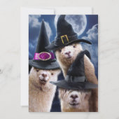 Alpaca-Hexen Einladung (Vorderseite)