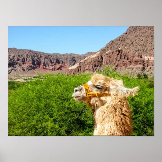 Alpaca in der Nähe von Salta, Argentinien Poster (Vorne)