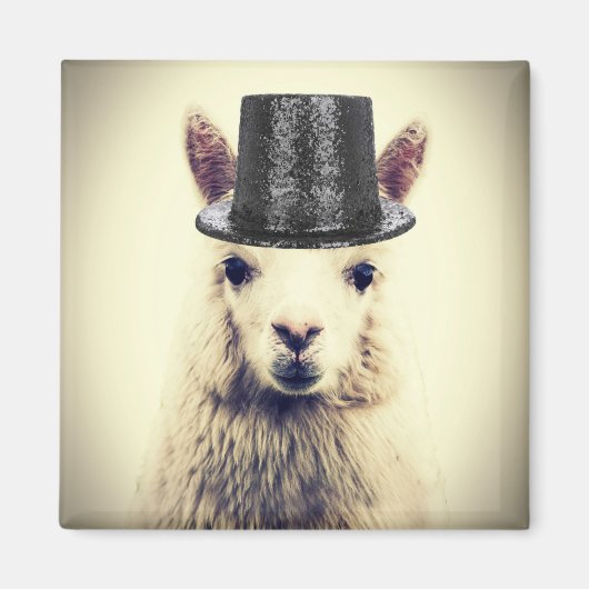 Alpaca in einem Tophat Magnet (Vorne)