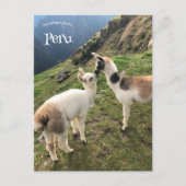 Alpaca in Peru Postkarte (Vorderseite)