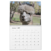 Alpaca-Kalender 2024 Kalender (Jan 2027)