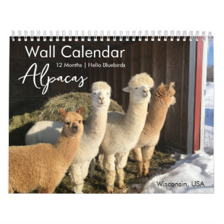 Alpaca-Kalender 2025 - Hallo Bluebirds Kalender