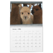 Alpaca-Kalender 2025 - Hallo Bluebirds Kalender (Jan 2026)