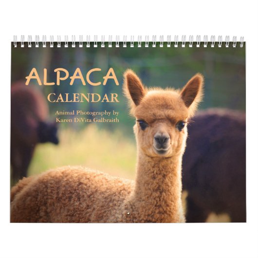 Alpaca-Kalender 2025 Kalender (Titelbild)